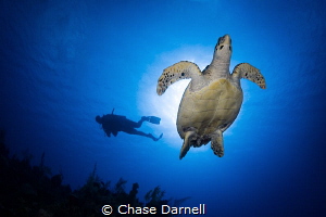 "Enlightening Experiences"
Magical moments experiencing ... by Chase Darnell 